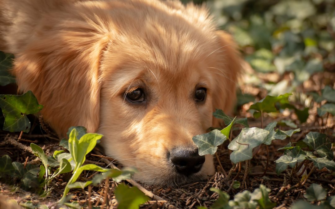 Wie eine Begegnung mit einem Welpen mein Leben veränderte und warum ich dennoch keinen eigenen Hund habe